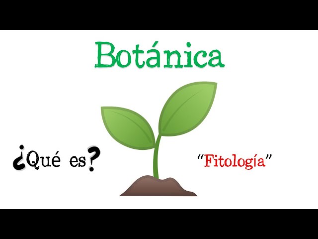 Descubre una opción herbal para tu salud y rendimiento