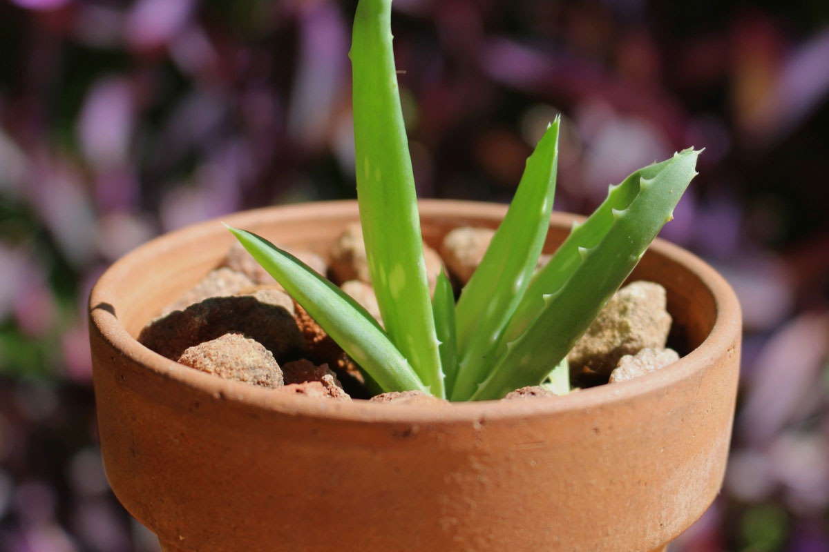 Betanico plantas medicinales